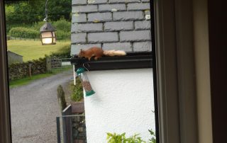 Red squirrel visitors at Nest Barn