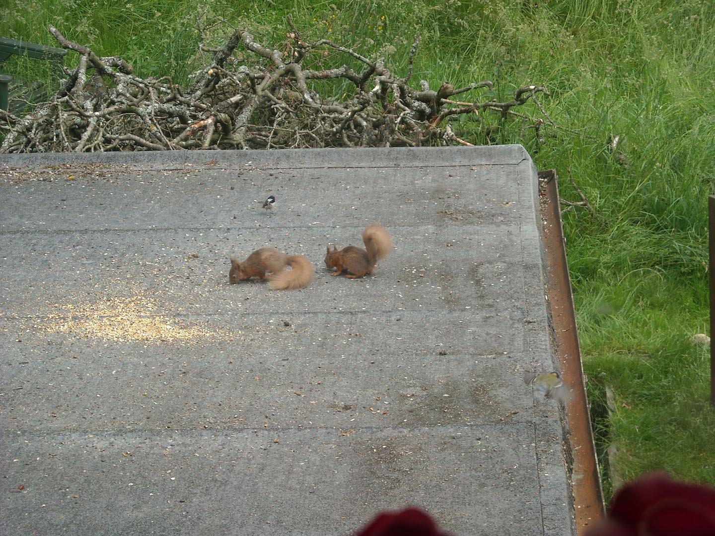 Red squirrels at Nest Barn